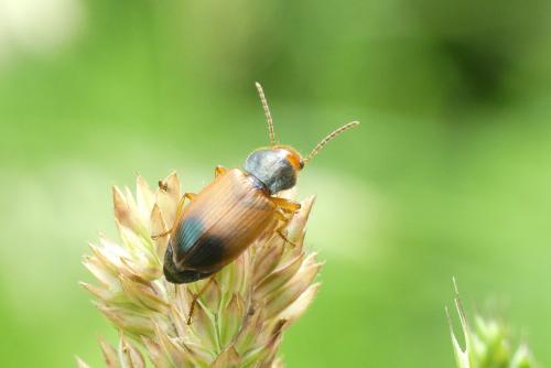 Réf. 206 264 : Diachromus germanus